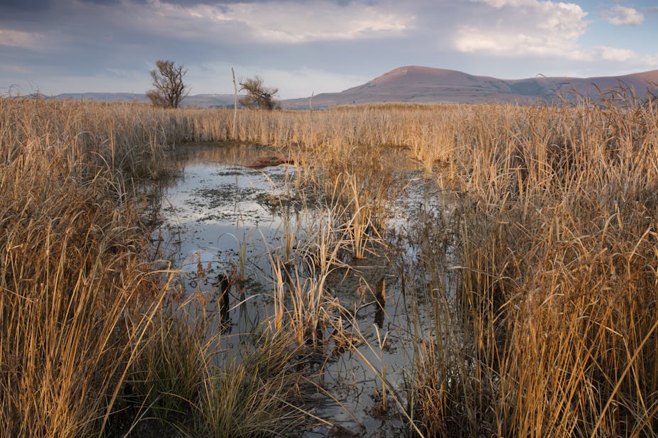 Landscape of a wetland reserve. 