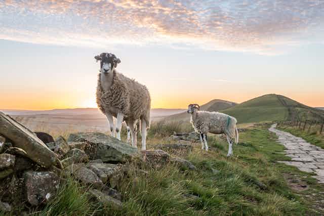 Two sheep stand on a stone wall
