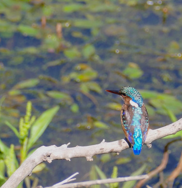 A Malachite Kingfisher perched on a branch overlooking a wetland reserve.