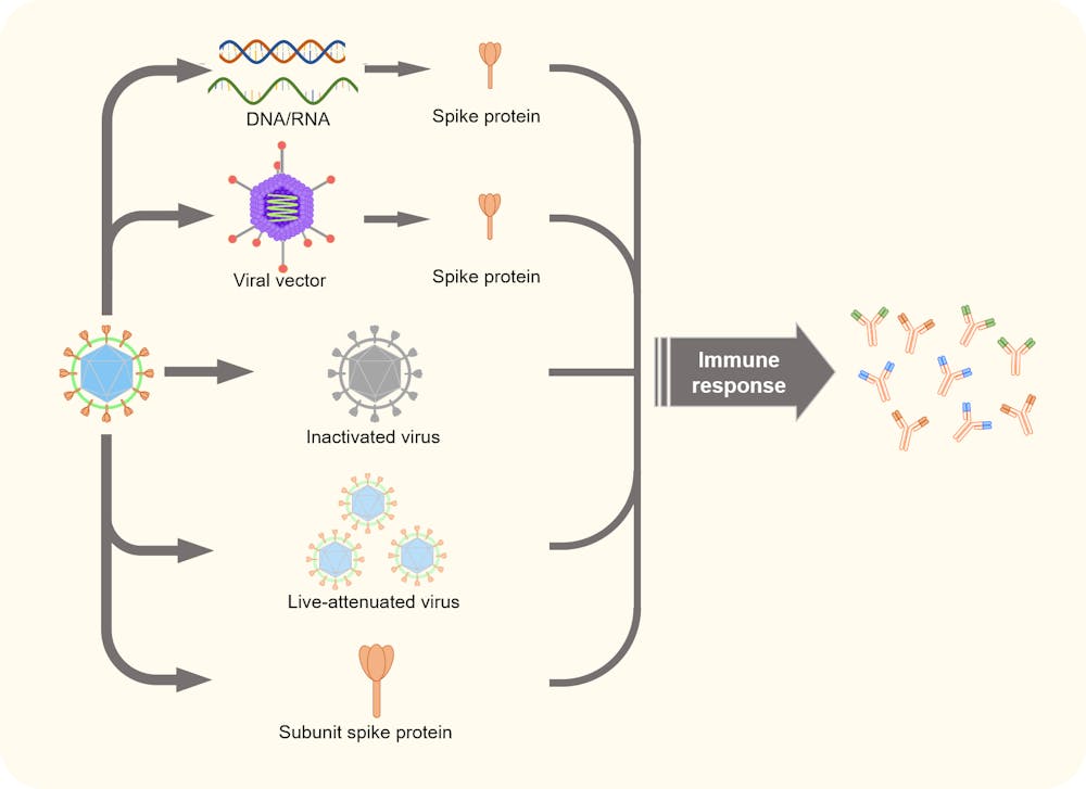 From adenoviruses to RNA: the pros and cons of different COVID vaccine technologies From adenoviruses to RNA: the pros and cons of different COVID vaccine technologies