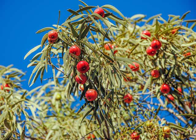 Desert quandong on a tree near Alice Springs