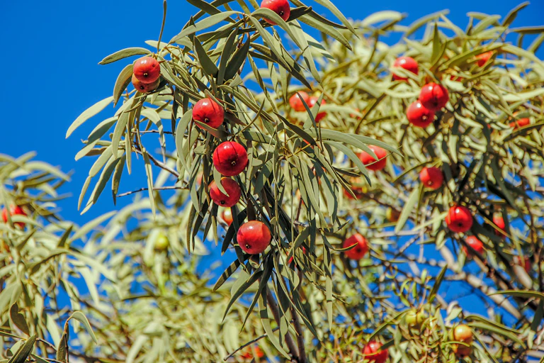 Desert quandong on a tree near Alice Springs