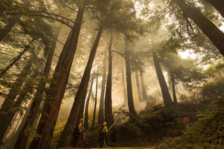 Firefighters work in a forest grove filled with haze.