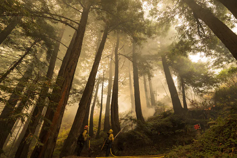 Firefighters work in a forest grove filled with haze.
