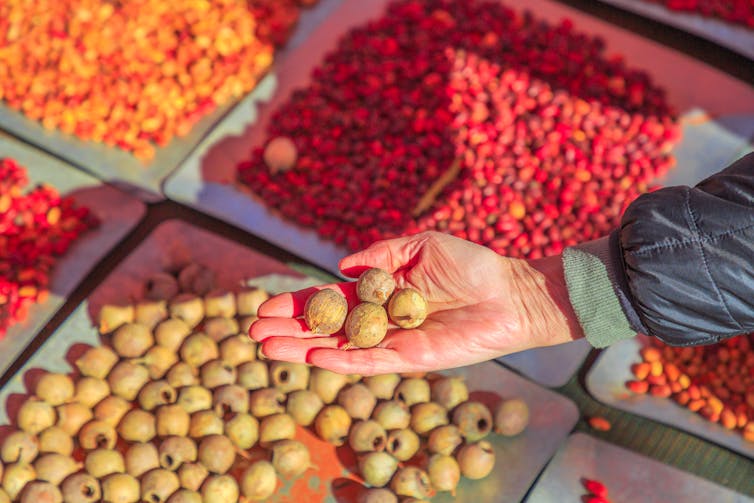 A hand holding native seeds