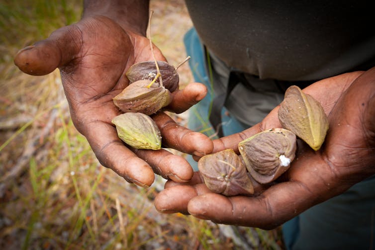 Hands holding native seeds