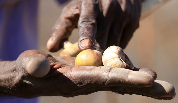 Man holds native snails