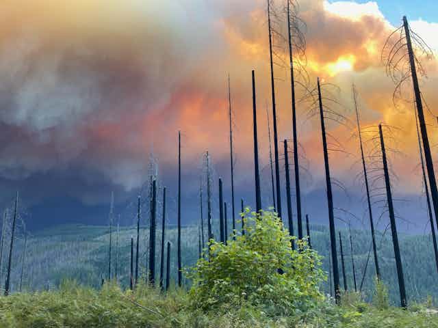 Wildfire over forested hills