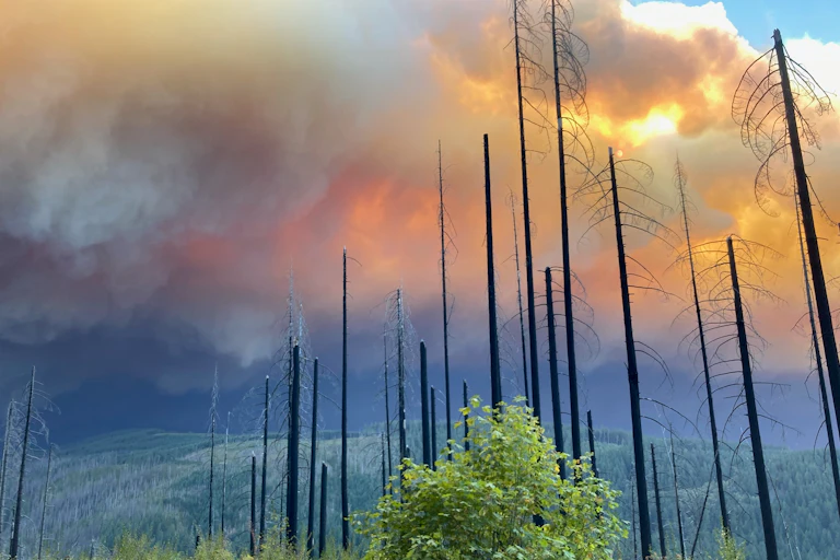 Wildfire over forested hills