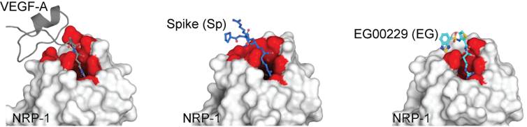 SARS-CoV-2 infection can block pain, opening up unexpected new possibilities for research into pain relief medication