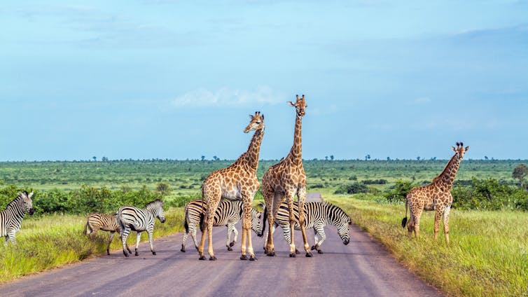 Giraffe and plains zebra in the Kruger national park, South Africa.