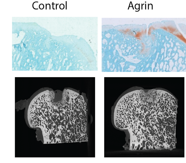 Images of sheep's knees treated with agrin and without agrin.