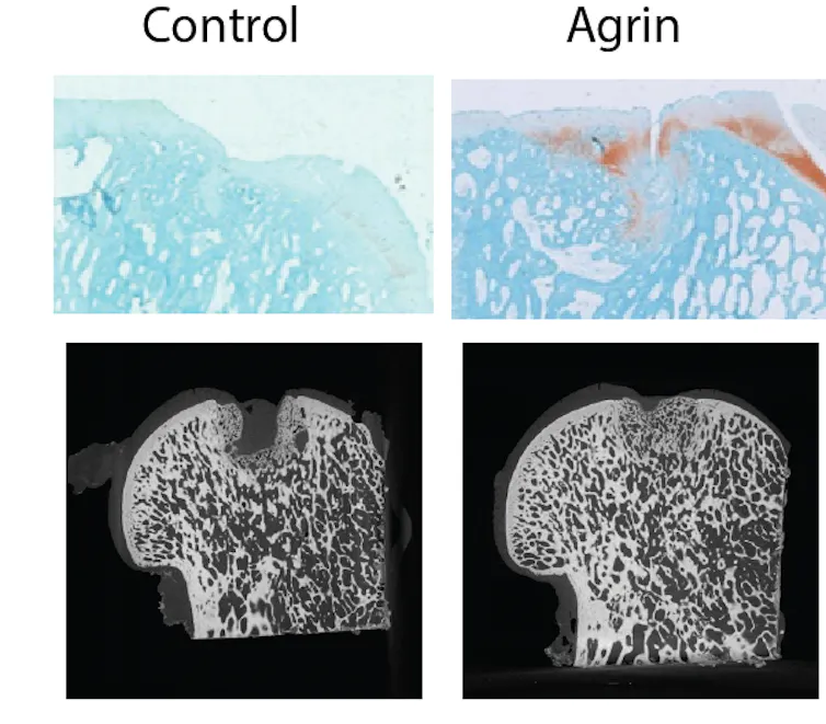 Images of sheep's knees treated with agrin and without agrin.