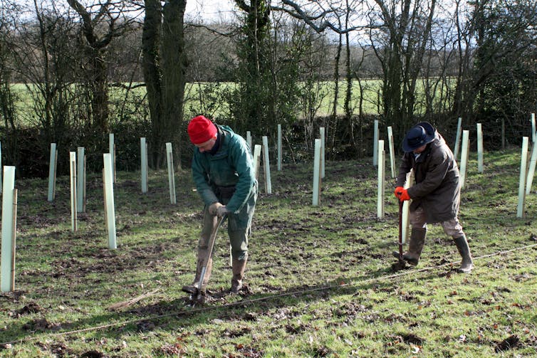 Two people plant trees in field.