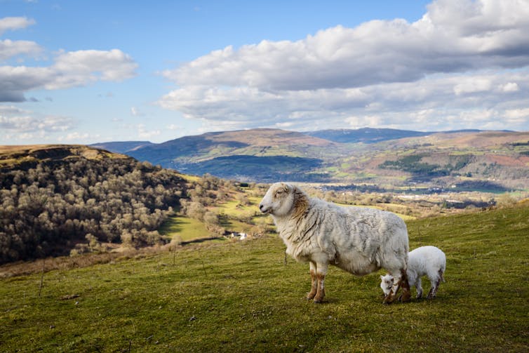 Sheep and lamb on scenic hillside.