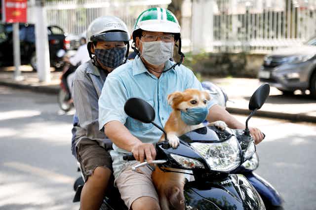 Two people and a small dog all wear masks on a scooter. 