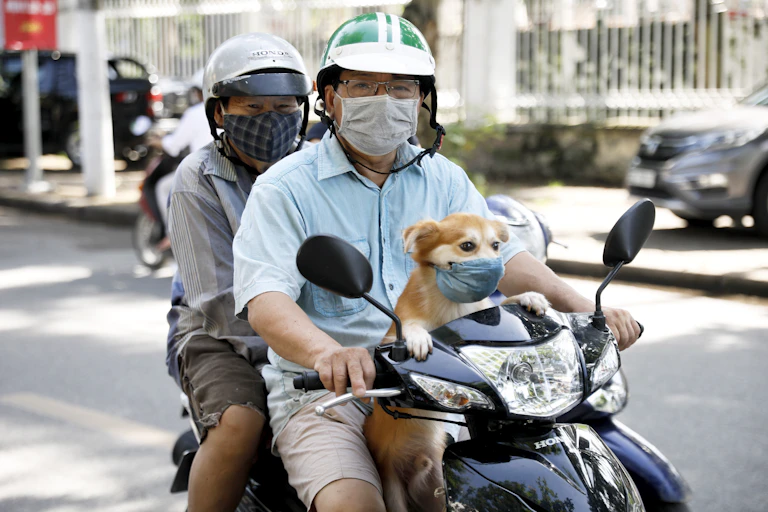 Two people and a small dog all wear masks on a scooter.
