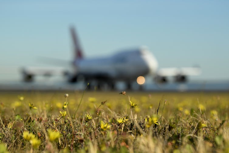 Qantas plane waiting on a runway.