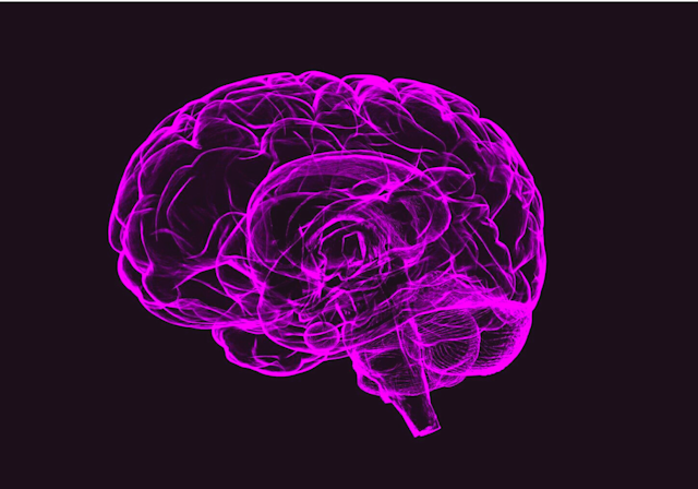 Outline of a human brain in bright pink against a black background