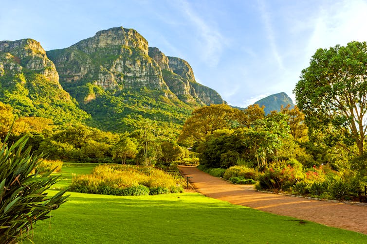 Lush green shot of the Kirstenbosch National Botanical Garden in Cape Town.