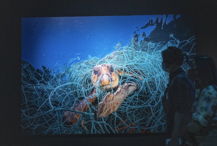 Museum visitors look at a large photograph of a turtle stuck in a fishing net.
