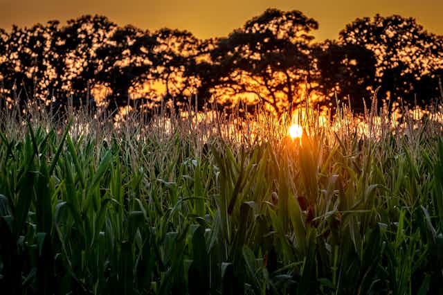 Cornfield with trees in backgrounders and setting sun