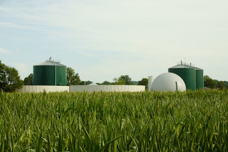 A bioenergy facility