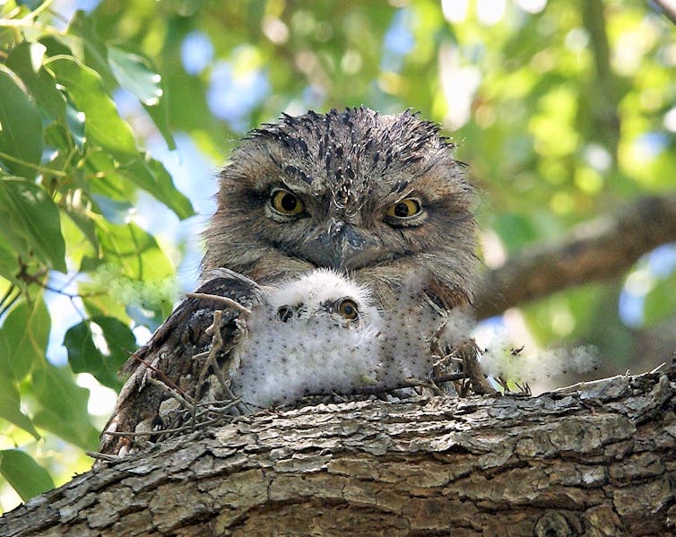 A Tawny Frogmouth and its chick.