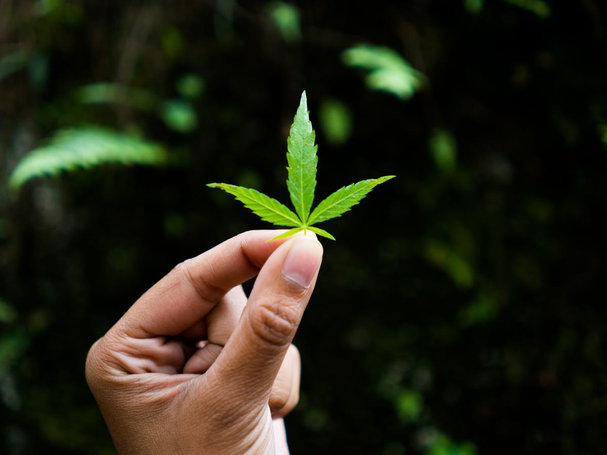 The missing question from New Zealand's cannabis debate: what about personal freedom and individual rights?