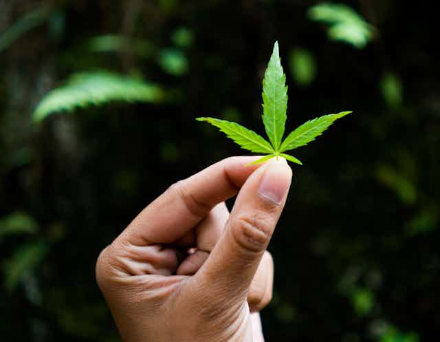 A woman's hand holding a young growing marijuana leaf.