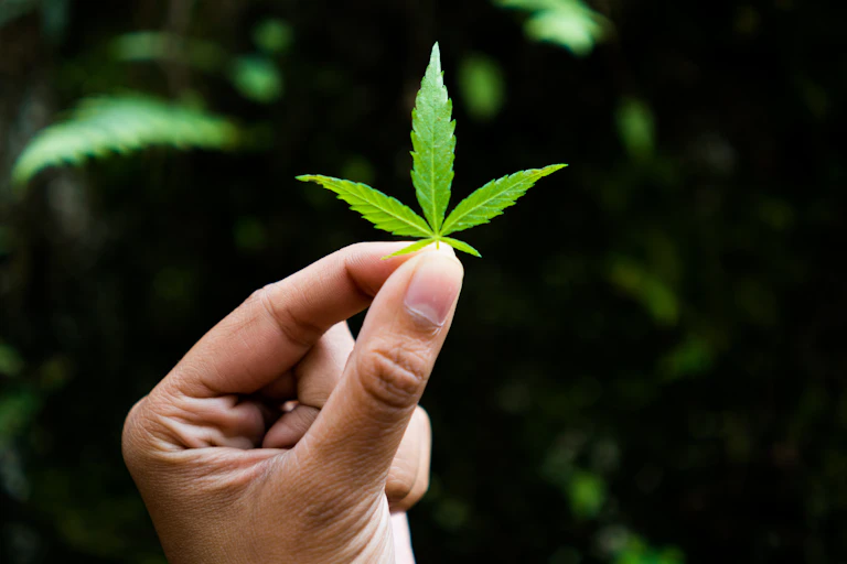 A woman's hand holding a young growing marijuana leaf.