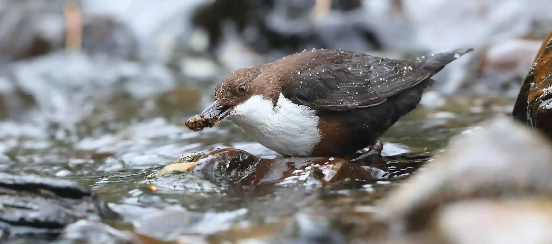 A small brown bird with a white chest plucks a small bug from a shallow str...