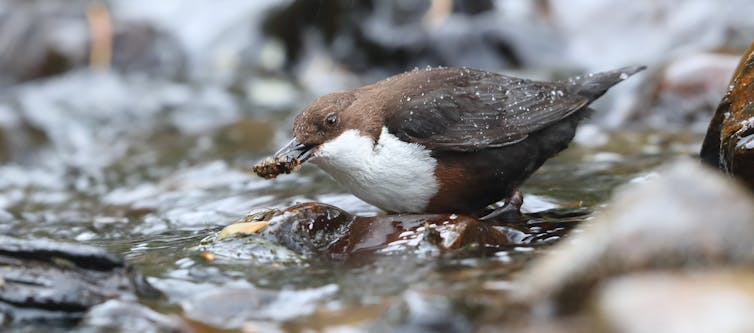 A small brown bird with a white chest plucks a small bug from a shallow stream.