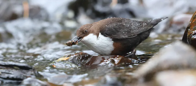A small brown bird with a white chest plucks a small bug from a shallow stream.
