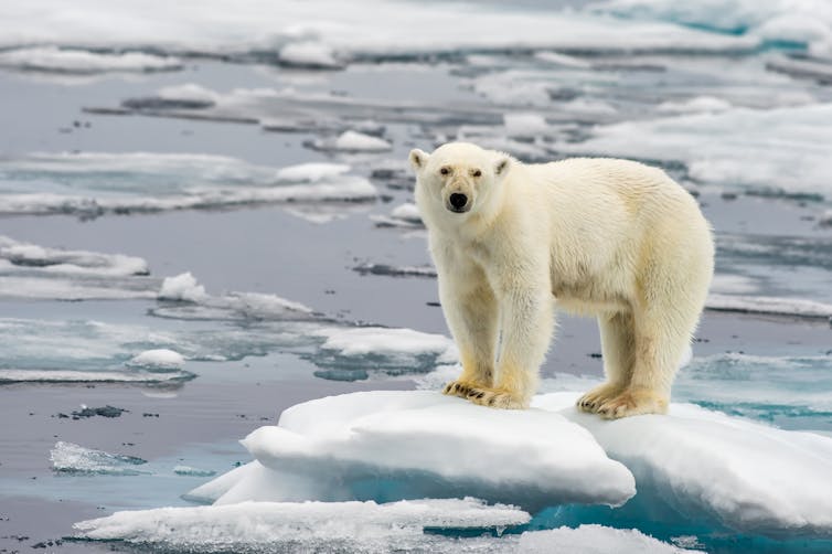 Polar bear on melting ice.