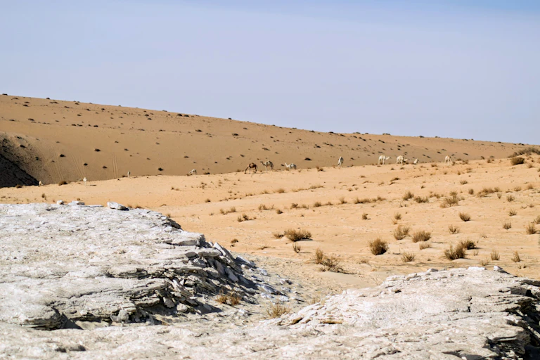 Desert view with camels.