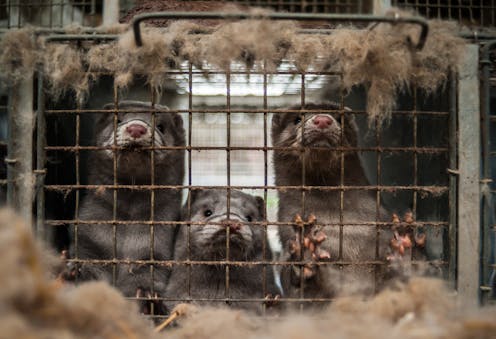 ¿Podría un virus conseguir lo que no han logrado años de lucha de asociaciones ecologistas y partidos políticos verdes? En un giro inesperado de los acontecimientos, el SARS-CoV-2 puede acercarnos a la prohibición definitiva de la cría y explotación de visones en granjas para producción peletera.