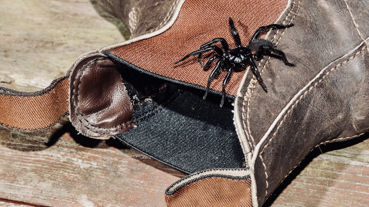 I Didn T Mean To Hurt You New Research Shows Funnel Webs Don T Set Out To Kill Humans