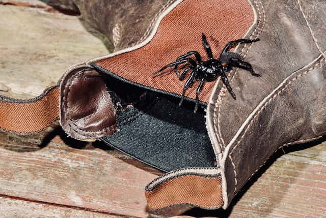 A funnel web on a boot
