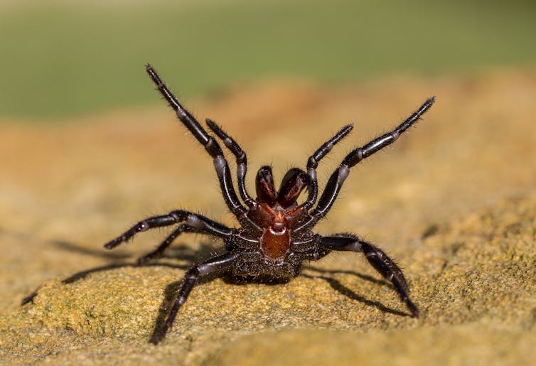 A funnel web spider