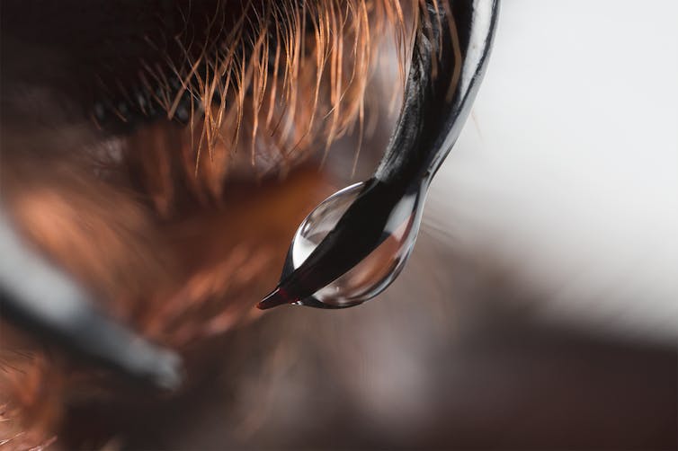 Venom dripping from a funnel web's fang