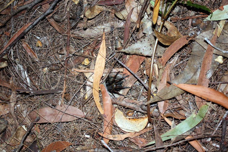 A funnel web spider entering its burrow