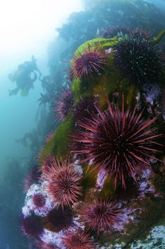 Purple sea urchins on a mossy rock underwater with kelp growing in the background.