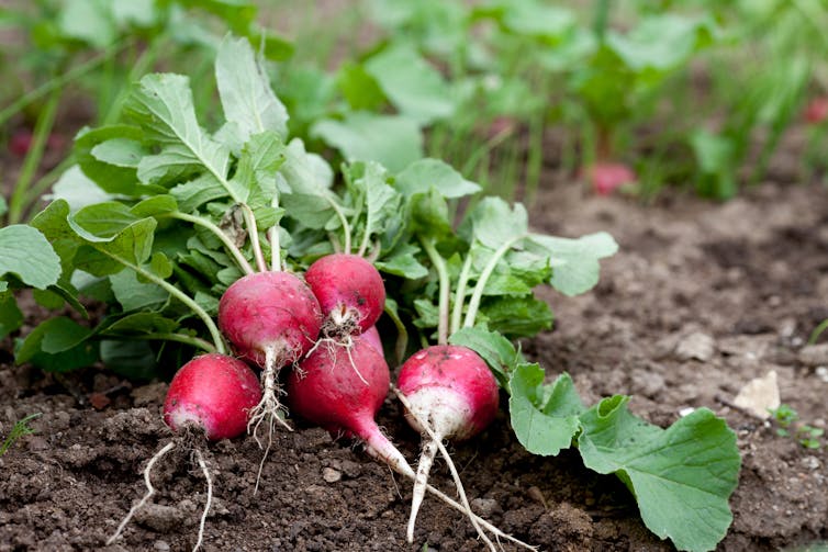 Radishes pulled out from the ground sitting in the dirt.