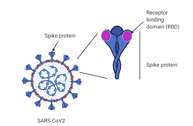 a look at the 3 Australian COVID vaccine candidates to receive a government boost