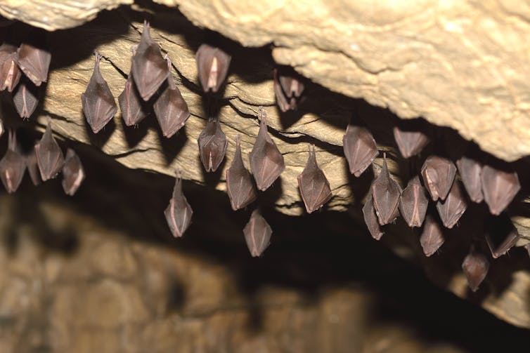 Bats roosting on the roof of a cave.
