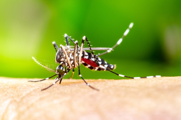 An Aedes aegypti mosquito feeding on a human.