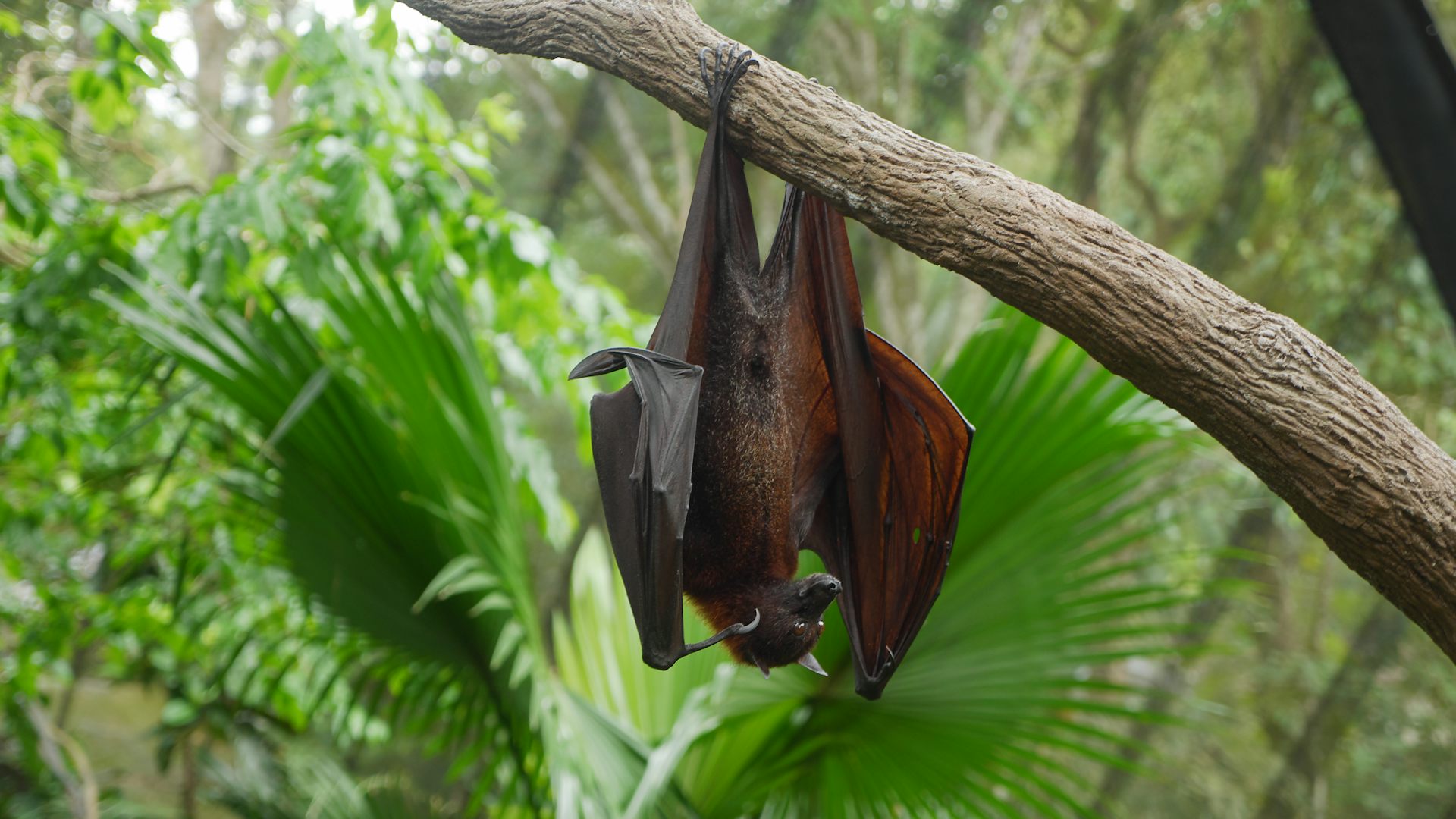 Mindanao Pygmy Fruit Bat