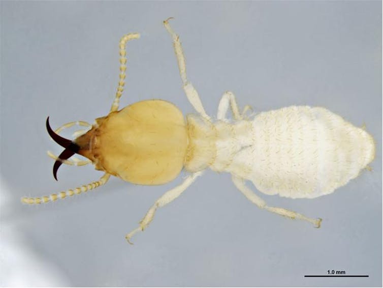 A close-up image of a white termite.