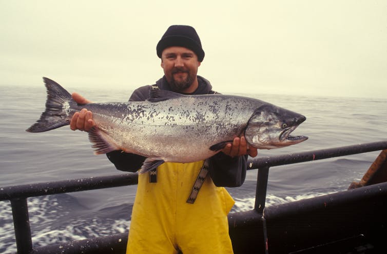 Wild-caught salmon from the Pacific Ocean are a prized fish for consumers.